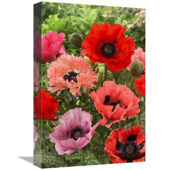 Global Gallery  12 x 18 in. Oriental Poppy Flowers Art Print - Visionspictures