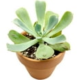 thumbnail image 5 of Halloween Spooky Succulent Pack - 8 Succulents, 5 of 8