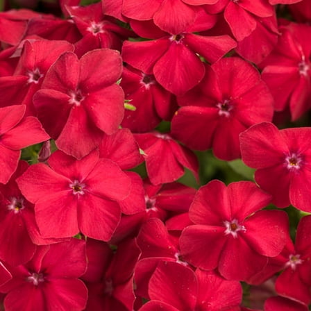 50 Red Hot Phlox Seeds