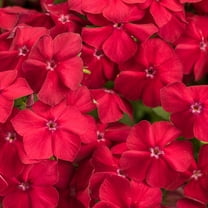 50 Red Hot Phlox Seeds