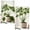266#Black, variant on Iron Turtle Shell Plant Support Stakes 6 in, Heavy Duty Monstera Trellis Climbing Holder Supply Feature Element Item for Indoor Pothos, Philodendron, Plants.