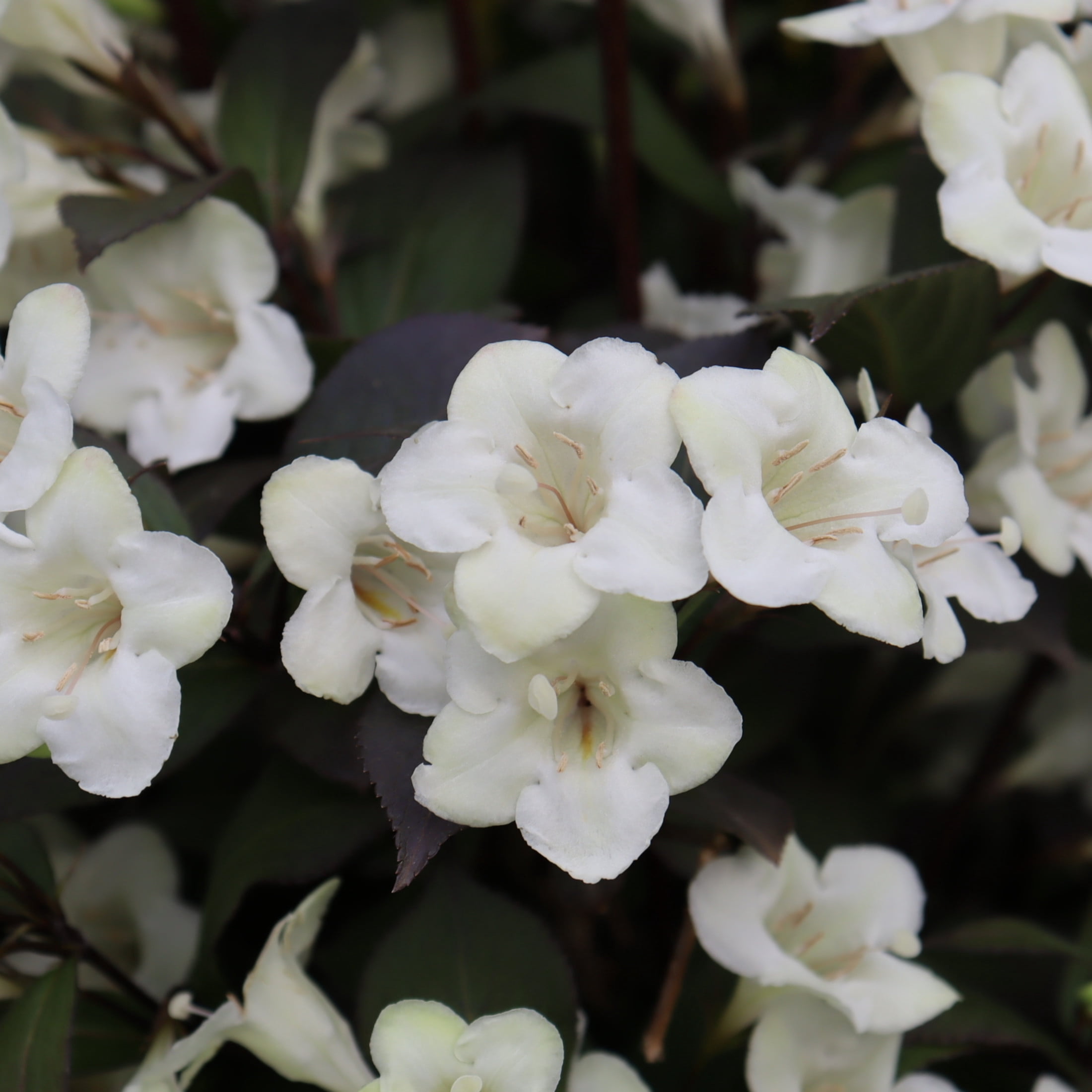 Proven Winners ColorChoice 6" White Wine & Spirits Weigela Live Plant in 7.5" Pot