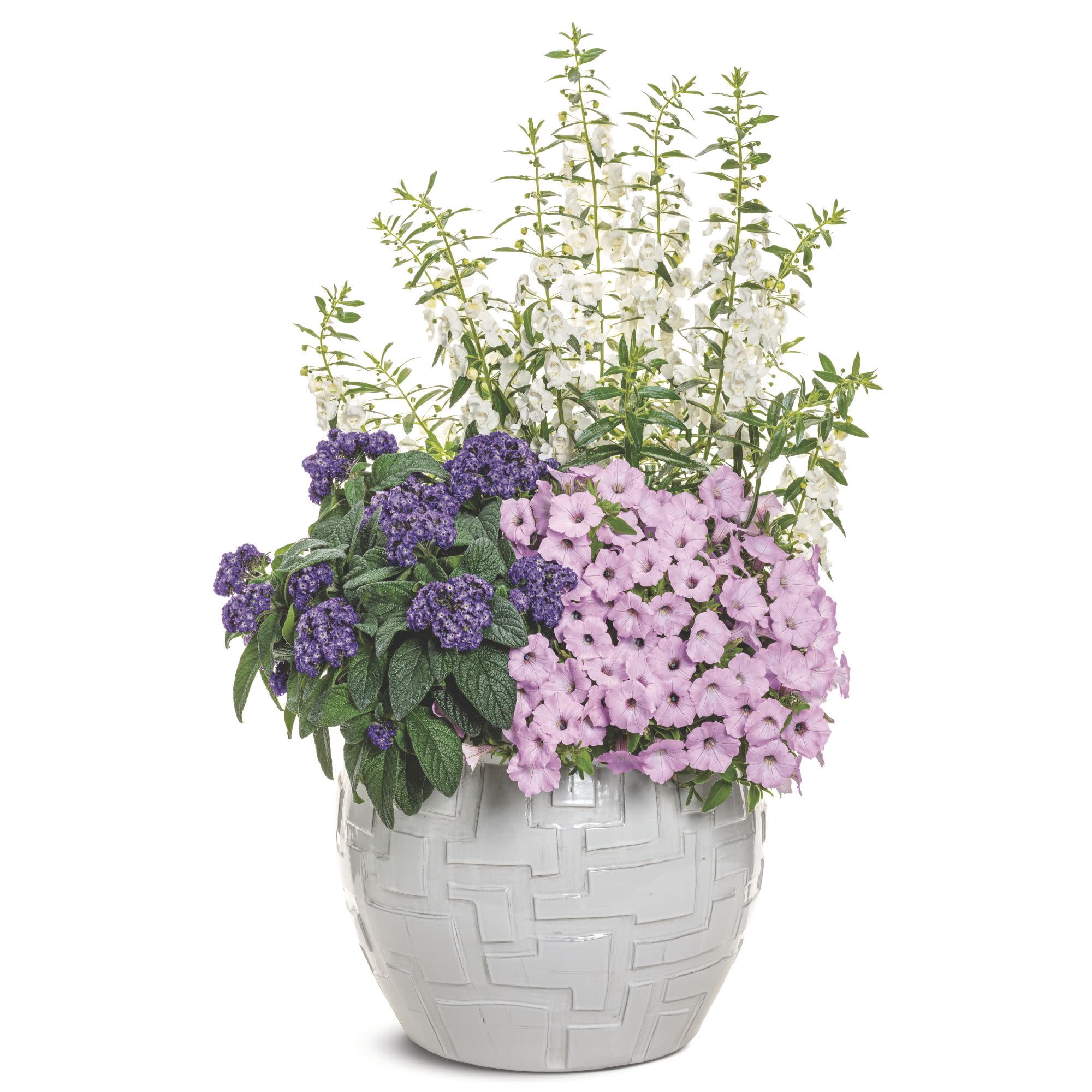 Proven Winners 4" Pink Supertunia Vista Cool Jazz Petunia Live Plant in 4.25" Pot (4 Count)