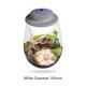 thumbnail image 1 of Likrtyny Terrario Plantas Vidrio Escritorio Con Florero Micropaisaje Con Crecimiento (blanco S), 1 of 9