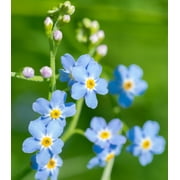 Earthcare Seeds - Forget Me Not Water 200 Seeds (Myosotis Palustris Scorpioides) Heirloom - Open Pollinated