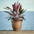 thumbnail image 5 of Bloem Colonnade Wood Resin Planter 16" Dark Earth Brown, 5 of 6