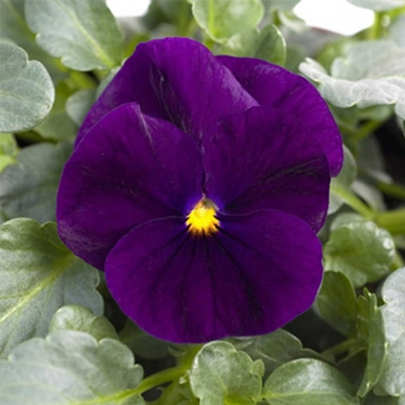 Sorbet Series viola Purple ~25 seeds | Non-GMO, Heirloom Flower Seeds for Pots, Borders, Containers | Early Blooming, Cold Hardy Annuals for Spring & Fall Color