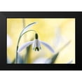 thumbnail image 2 of Disher, Mandy 14x11 Black Modern Framed Museum Art Print Titled - Snowdrops, 2 of 5