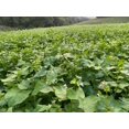 thumbnail image 3 of Hale Habitat & Seed Buckwheat Food Plot Seed, 5 lbs, 3 of 5