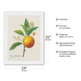 thumbnail image 2 of Orange Fruit - Vintage Botanical Illustration by Pierre-Joseph Redouté c.1800s - Japanese Unryu Rice Paper Art Print 24 x 32 in, 2 of 4