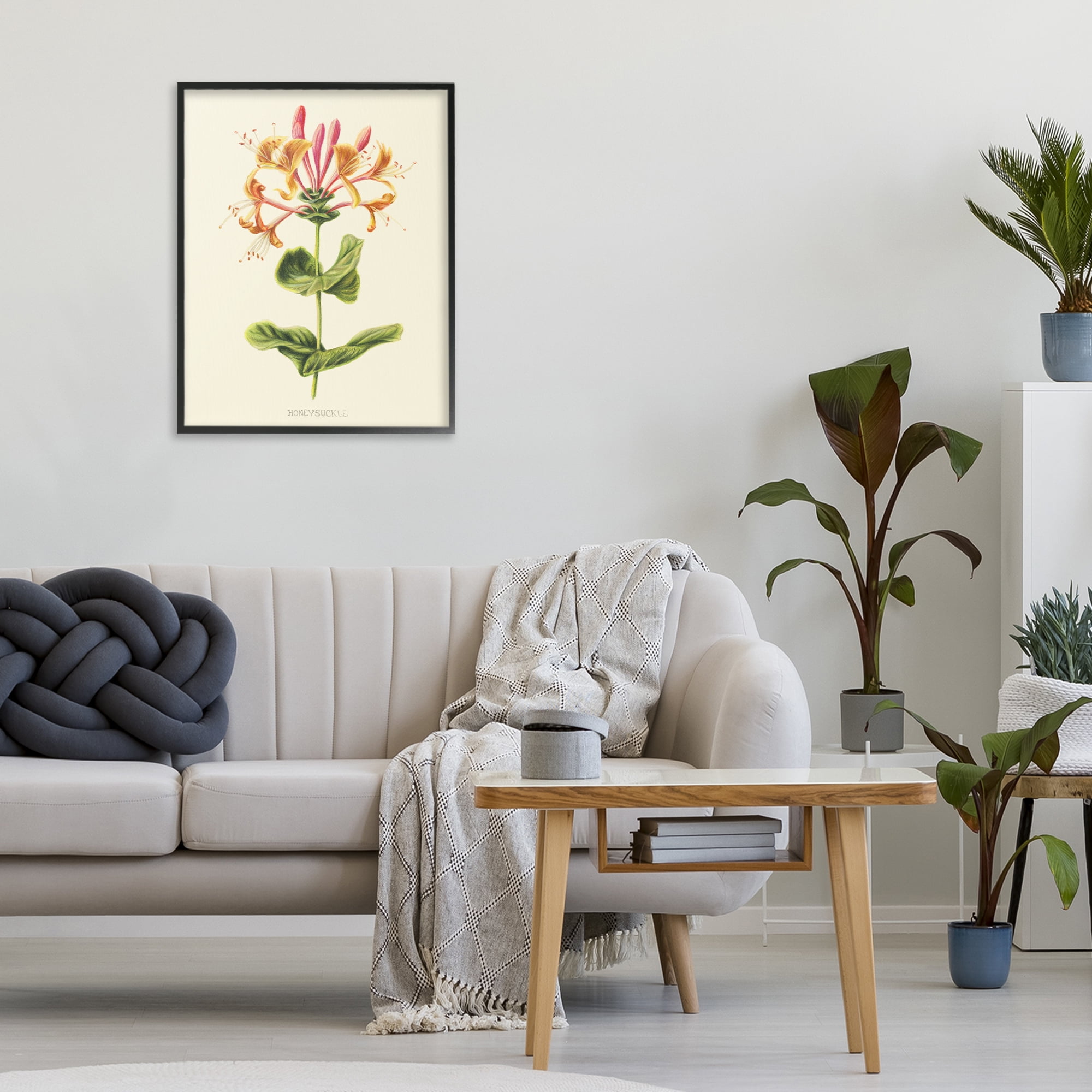 Stupell Industries Honeysuckle Vintage Illustration Black Framed Giclee Art, design by Connie Resch