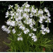 50 Japanese Radiata Seeds for Planting - White Egret Orchid - Fringed Orchid - Habenaria Radiata - Elegant, Rare Orchid Flower Plant