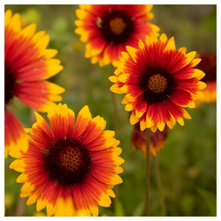 Everwilde Farms - 1/4 lb Blanket Flower Native Wildflower Seeds - Gold Vault Bulk Seed Packet