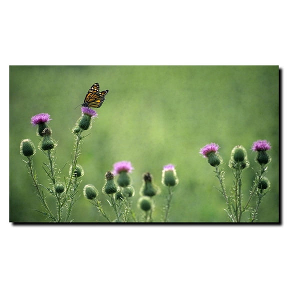 Trademark Art "Monarch Thistles" Canvas Art by Kurt Shaffer