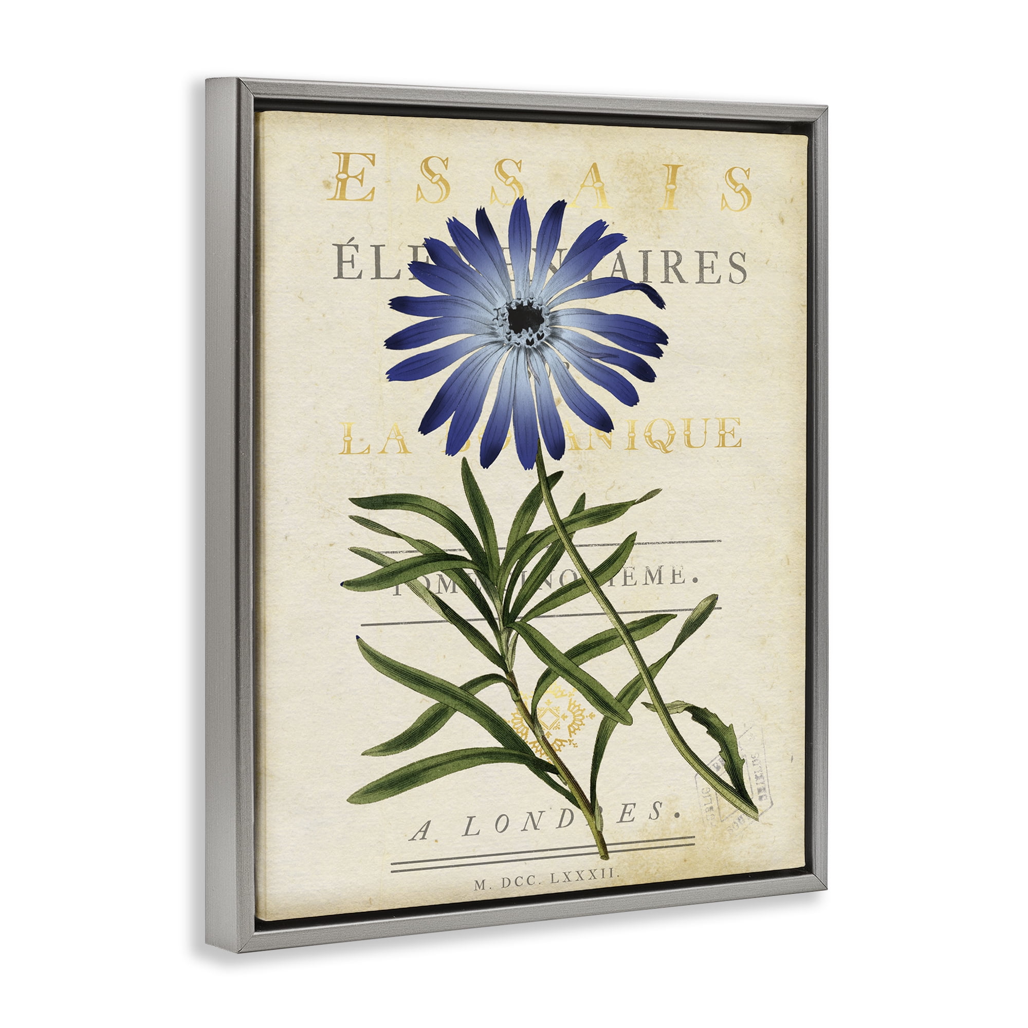 Stupell Industries Natural Botany Daisy Gray Framed Floater Canvas Wall Art, design by Susan Arnot