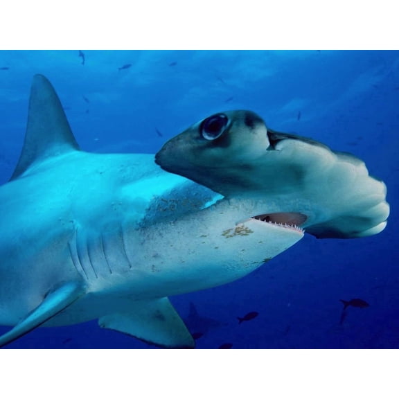 Hammerhead Shark Birthday Edible Image Icing Cake Topper for Quarter Sheet Cake, by TNCT