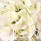 thumbnail image 3 of Hortensias artificiales tallos de seda para el hogar, centros de mesa, arreglos de flores falsas, ramos de boda, decoraciones de bricolaje, 3 hortensias blancas y, 3 of 4
