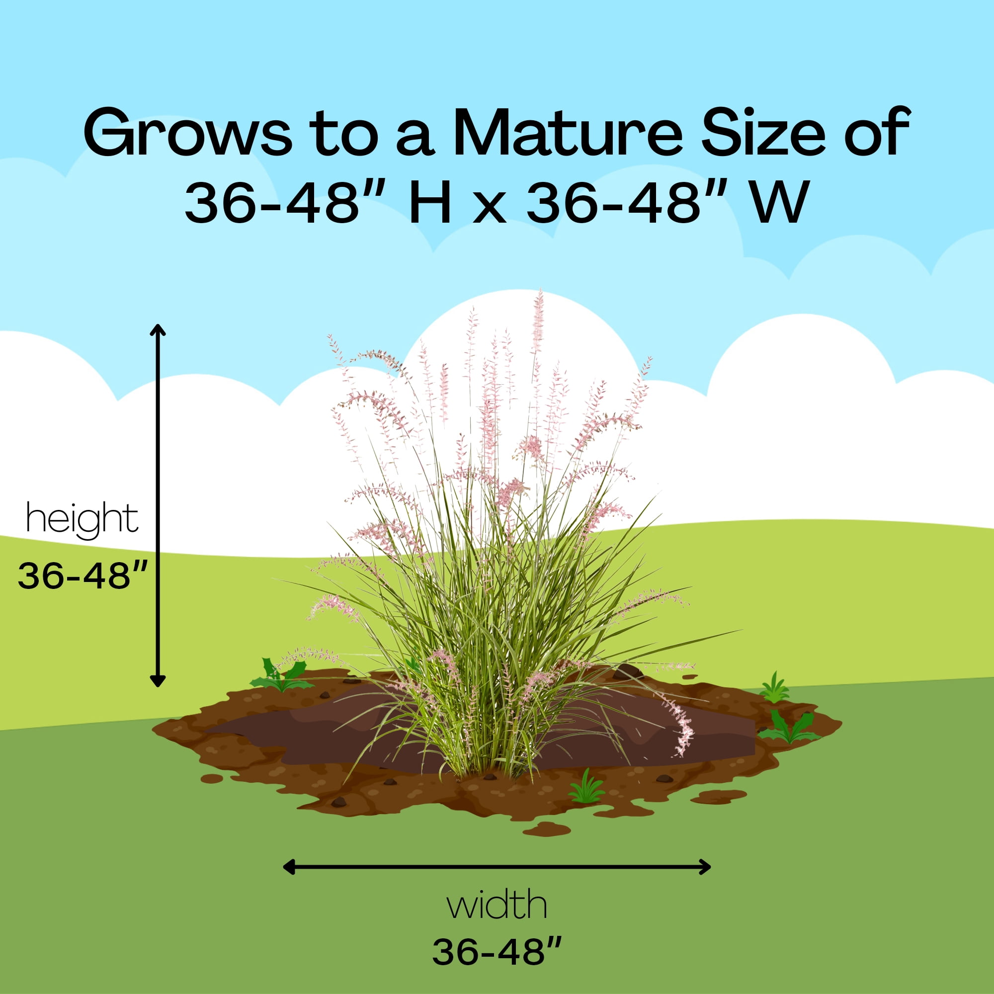 Karley Rose Fountain Grass Live Plant (2.25 Gallon)