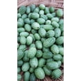 thumbnail image 4 of HJADGG Cucamelon Mouse Melon Seeds-50 Seeds Seeds, 4 of 5