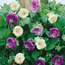 Cup & Saucer Vine Cobaea Scandens Vine Seed Mix - 200 Seeds