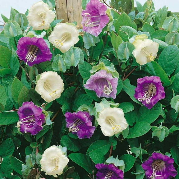 Cup & Saucer Vine Cobaea Scandens Vine Seed Mix - 200 Seeds