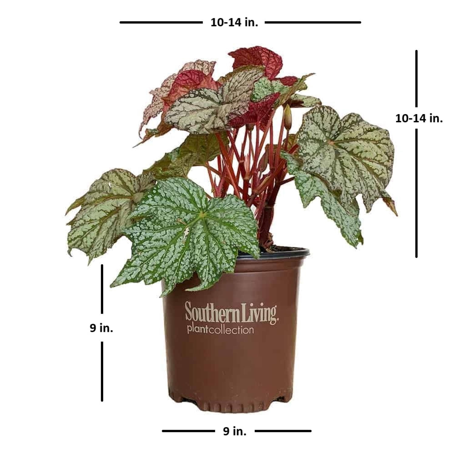 Southern Living ‘Sterling Moon’ Lunar Lights Begonia Live Shrub in 1.5-Gallon Grower Pot