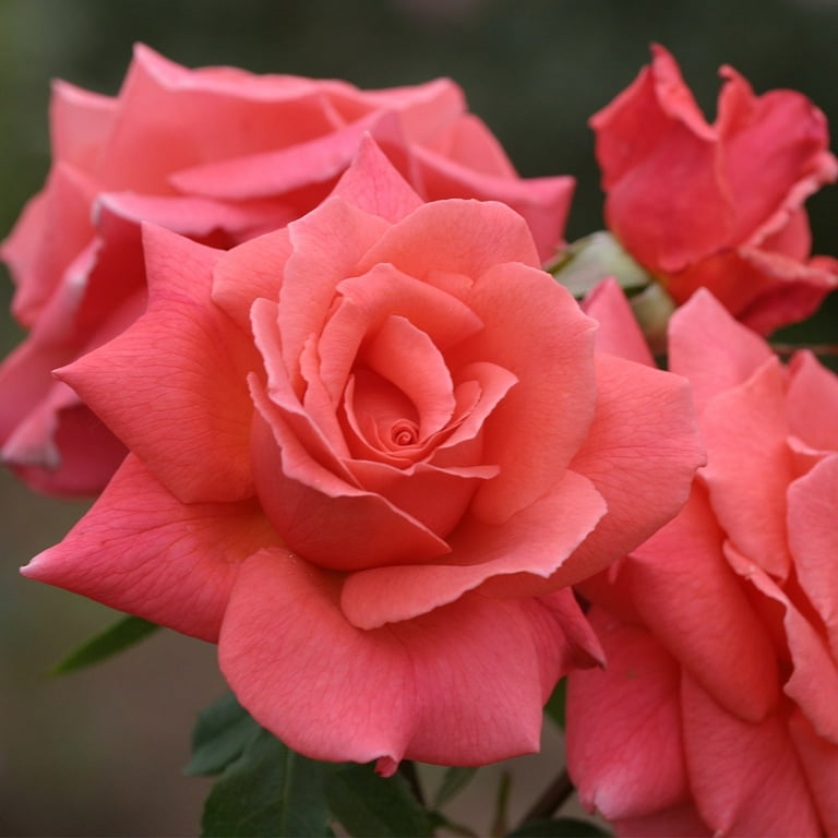 Leaping Salmon Climbing Rose by Heirloom Roses - Live Rose