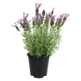 thumbnail image 3 of Lavendar Spanish Blue-Purple|2.5 QT Grow Pot| Full Sun to Partial Shade| By Altman Plants, 3 of 6