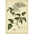 thumbnail image 2 of Miller, Philip 13x18 White Modern Wood Framed Museum Art Print Titled - Lilac, Pl. CLXIII, 2 of 4