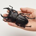 thumbnail image 1 of 6 style 13cm simulation beetle Toys Special Lifelike Model Simulation insect Toy nursery teaching aids joke toys3 He Qiyong unisex, 1 of 1