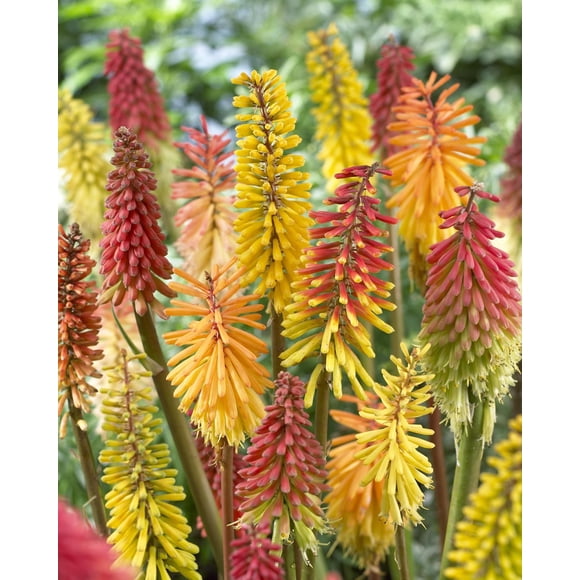 TASC Flower Bulbs- Knipofia Assorted
