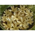 thumbnail image 2 of Aceite corporal Luxuriant-Sparkle Mono'i de Tahiti Double Tiare 240 ml, 2 of 3