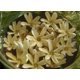 thumbnail image 2 of Aceite corporal Luxuriant-Sparkle Mono'i de Tahiti Double Tiare 240 ml, 2 of 3