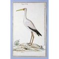 thumbnail image 2 of Stork Poster Print by Robert J. Gordon, 2 of 2