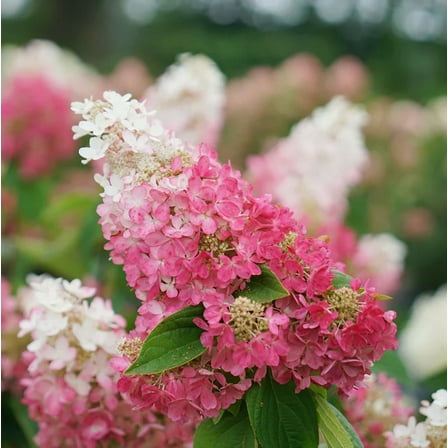 Pinky Winky Hydrangea Plant Live for Planting, Hydrangea Pink and White Flowers Shrub for Landscaping 6 to 12 Inch Tall in Quart Pot