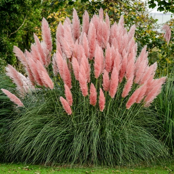 KVITER Heirloom Pampas Grass Seeds, 50  seeds - Tall Feathery Pink Blooms