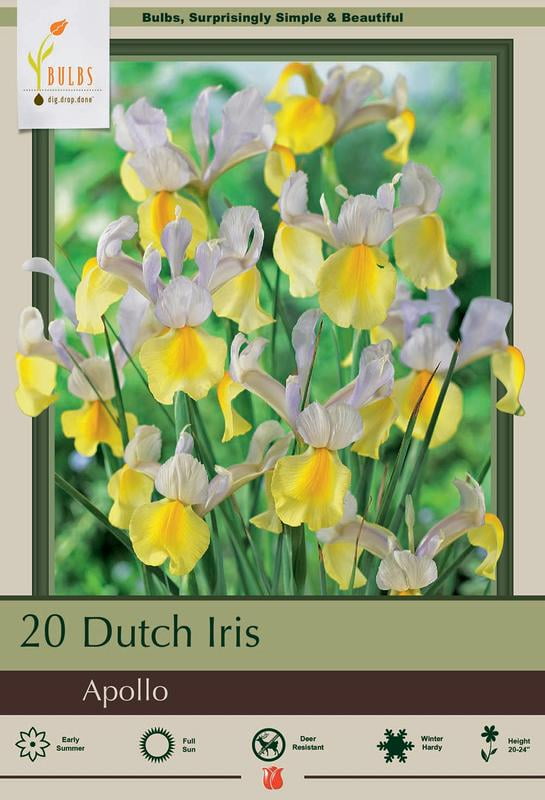 Apollo Dutch Iris 20 Bulbs Multiply Rapidly NEW 8/9 cm Bulbs