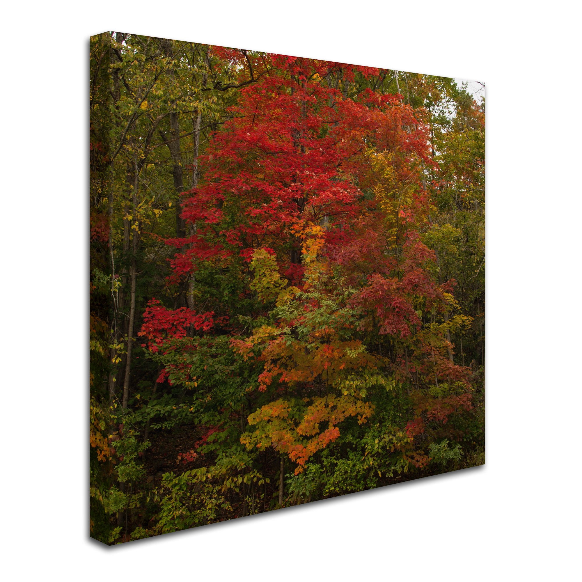 Trademark Fine Art "Why I Love Autumn 2" Canvas Art by Kurt Shaffer