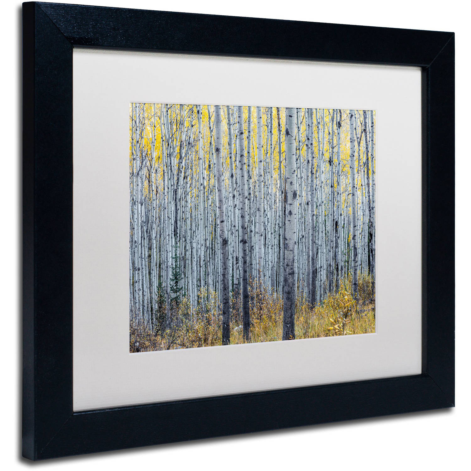 Trademark Fine Art 'Forest of Aspen Trees' Canvas Art by Pierre Leclerc, White Matte, Black Frame