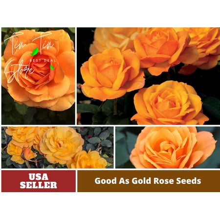 30+ Seeds-Yellow Good As Gold Hybrid Rose Flower Seeds#1011-Authentic Seeds-Rose seeds-Herb seeds-Vegetable Seeds-Mix Seeds for Plant- B3G1
