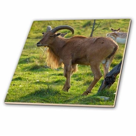 Goat Tile - 3dRose Wild goat on the meadow - Ceramic Tile, 12-inch