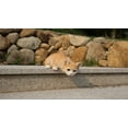thumbnail image 1 of Décoration de Jardin Statue d'Animal Chat Regardant par-Dessus - Tabby Orange, 1 of 5