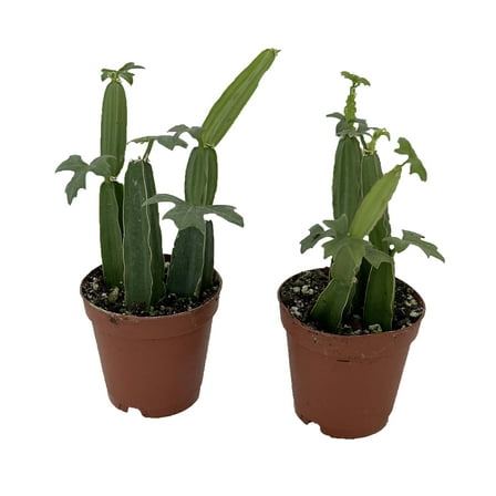 Veldt Grape Ivy - Devil's Backbone Herb - Cissus quadrangularis - 2 pack 2" Pots