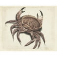 thumbnail image 3 of Anonymous 14x12 Black Modern Framed Museum Art Print Titled - Sea Crab (1560), 3 of 5