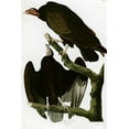 thumbnail image 2 of Vintage Apple Collection 23x32 Gold Ornate Wood Framed with Double Matting Museum Art Print Titled - Turkey Buzzard, 2 of 4