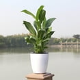thumbnail image 6 of Flower Pot for Indoor Self Watering Absorbent Container Flower Pot for All Types, 6 of 7
