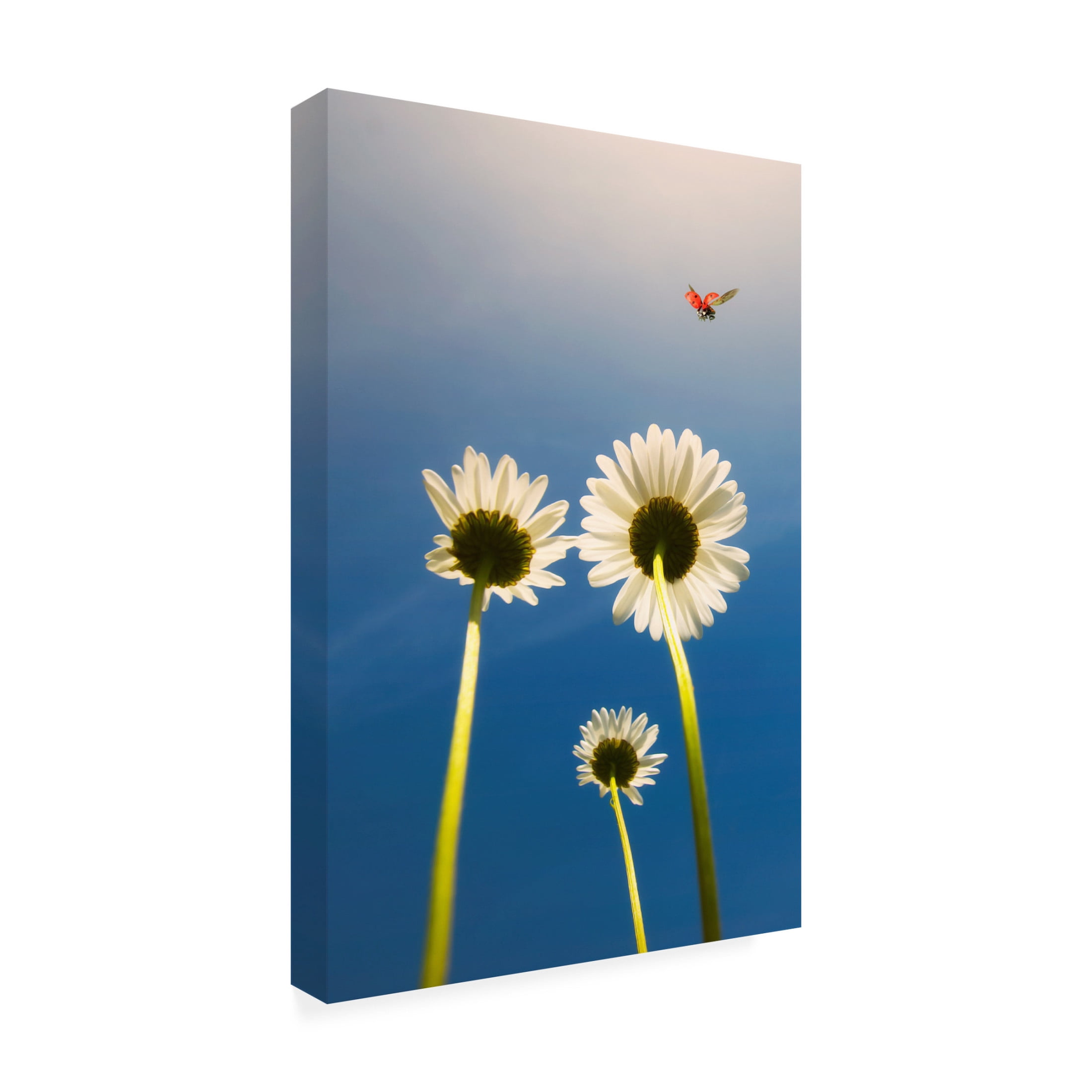 Canvas Wall Art - Jose C. Lobato 'Ladybug' Wall Art for Living Room, Bedroom, or Office D?cor by Trademark Fine Art - 12 x 19 Inches