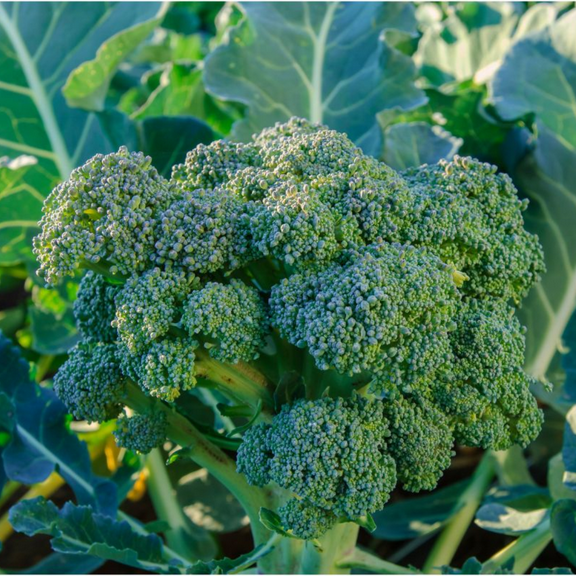 6 Broccoli Plants Live, Broccoli Vegetables Plant for Planting Outdoor, 3 Inches, 60 Days Old