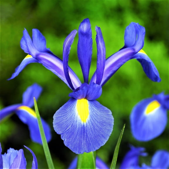 Easy to Grow Dutch Iris Blue Diamond 20 Plant Bulbs, Spring Summer Zones 6-9
