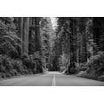 thumbnail image 2 of Highsmith, Carol 24x17 Gold Ornate Wood Framed with Double Matting Museum Art Print Titled - Redwood National and State Park on U.S. 101 in Northern California, 2 of 4